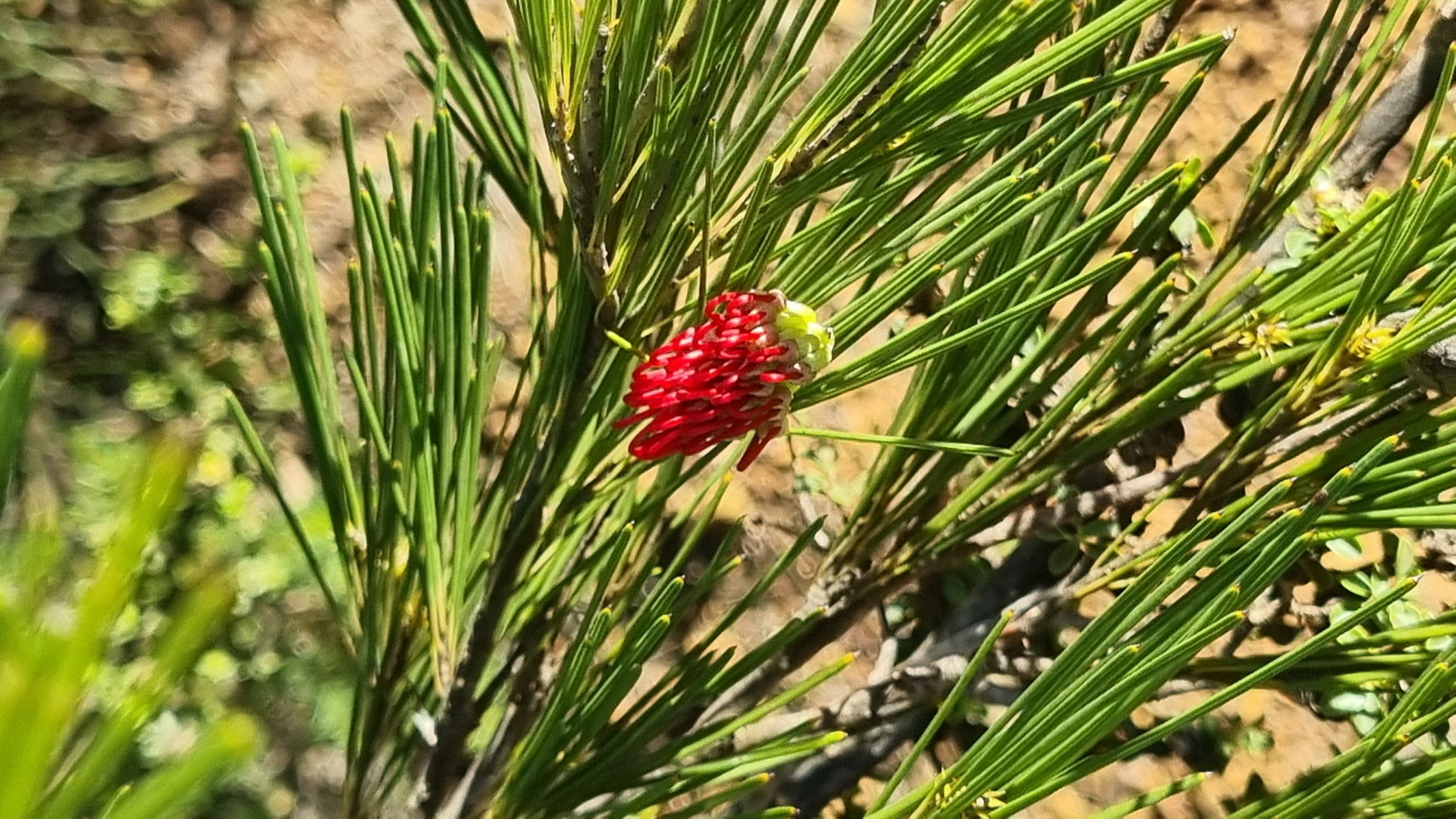 ?coccinea ?tetragonoloba